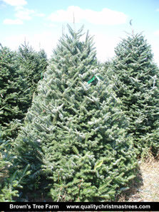 Fraser Fir Christmas Tree Image 2