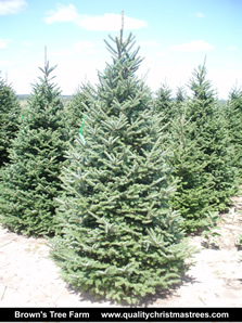 Fraser Fir Christmas Tree Image 15