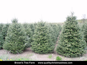 Fraser Fir Christmas Trees Image 18