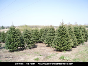 Fraser Fir Christmas Trees Image 20