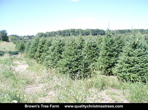 Fraser Fir Christmas Trees Image 22