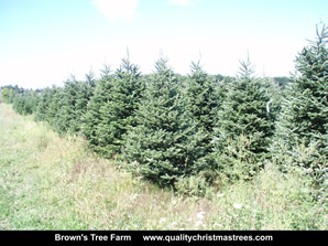 Fraser Fir Christmas Trees Image 23