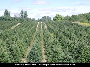 Fraser Fir Christmas Trees Image 27