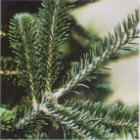 Fraser Fir Christmas Tree Online Branch Image
